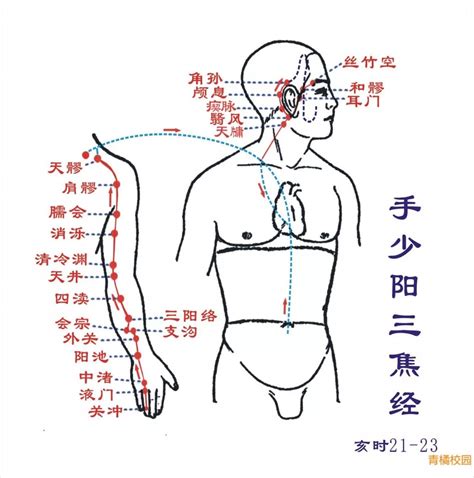 十二时辰对照表脏腑_十二时辰对照表脏腑经络走向,第16张