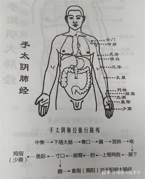 十二时辰对照表脏腑_十二时辰对照表脏腑经络走向,第19张