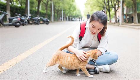 梦见猫扑到自己身上是什么征兆_女人梦见猫扑到自己身上是什么征兆,第12张